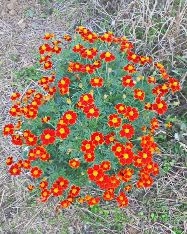 French Marigold