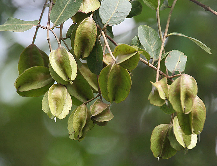 කුඹුක්