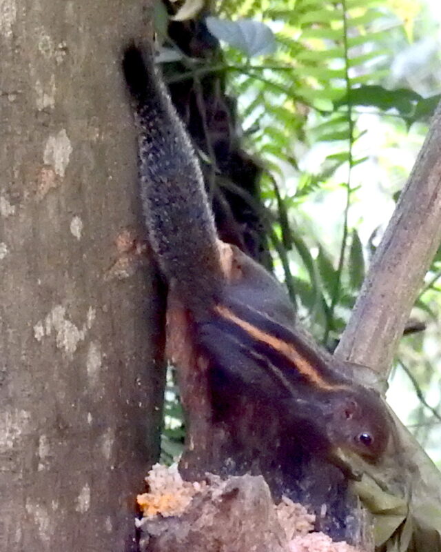 Layard’s Palm Squirrel