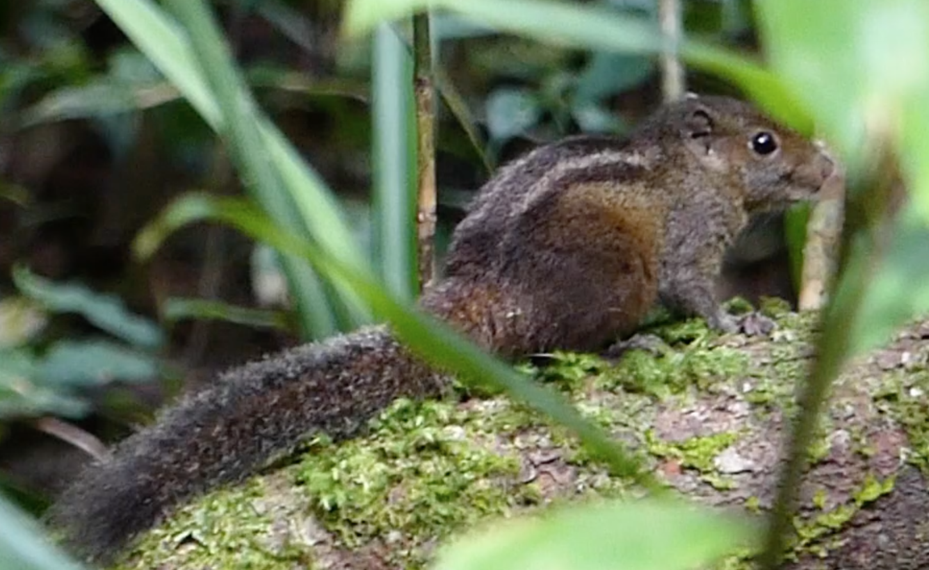 Dusky Palm Squirrel