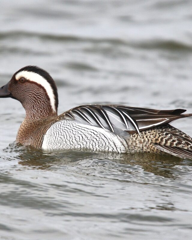 Garganey