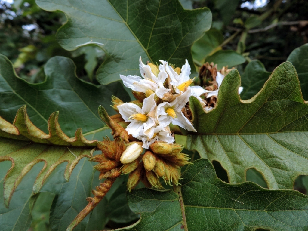 Giant Devil’s-Fig
