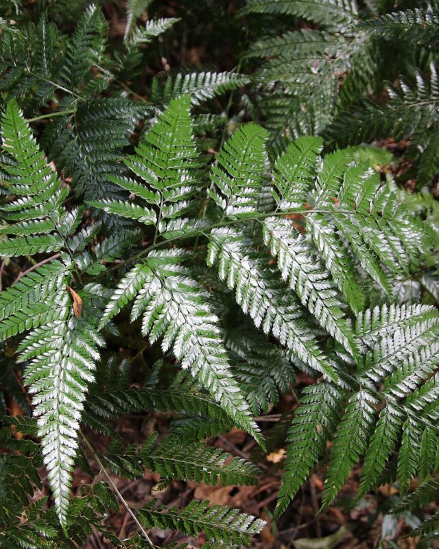Prickly Shield Fern