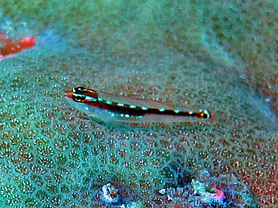 Striped Eviota