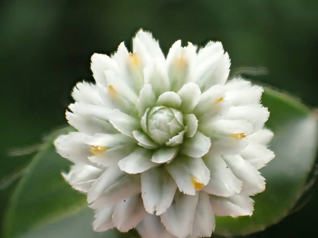 Gomphrena Weed