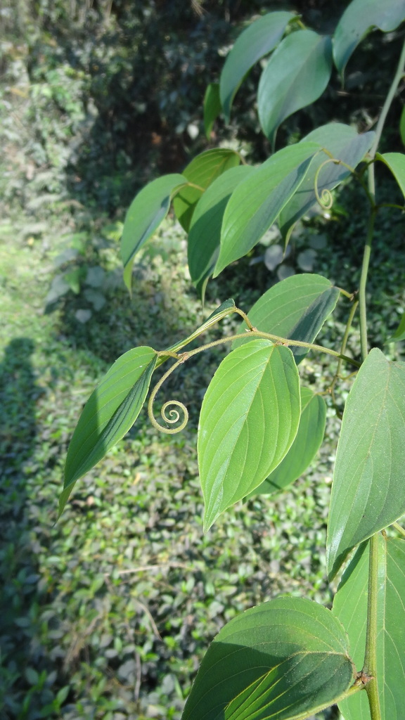 Gouania microcarpa