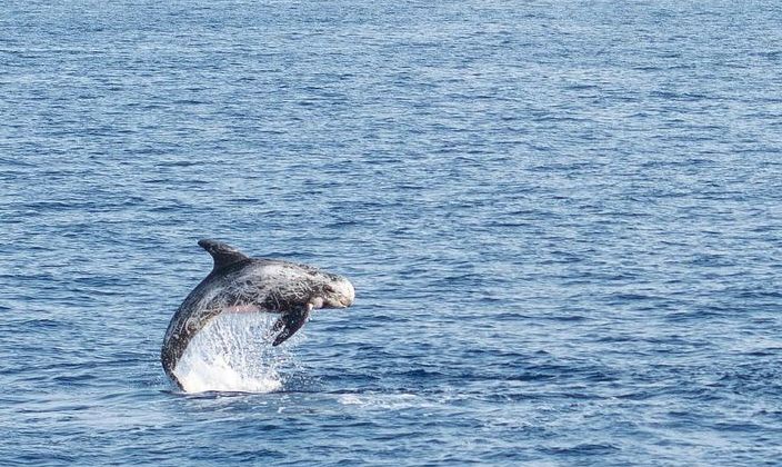 Risso’s Dolphin