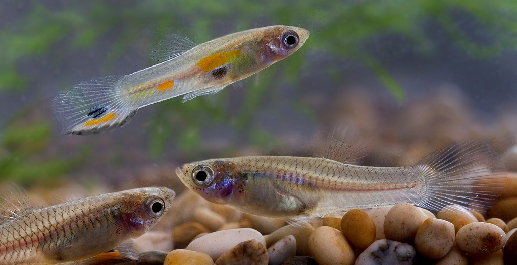 ගප්පි