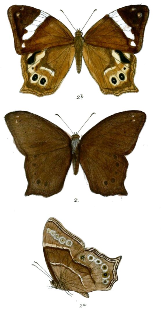 Ceylon Forester