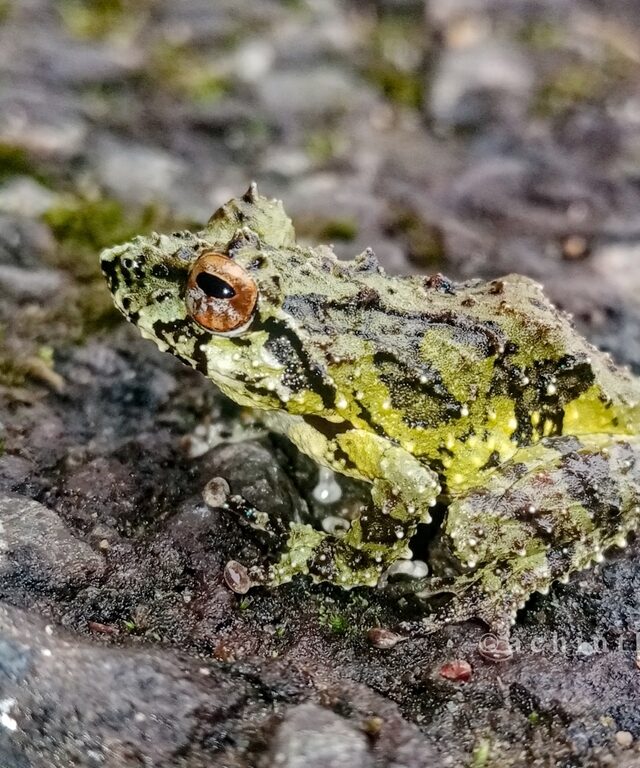 Hanken’s Shrub Frog