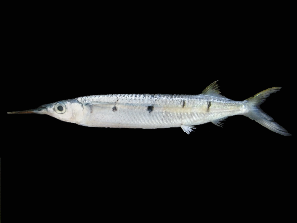 Black-Barred Halfbeak