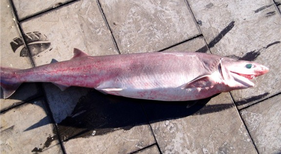 Sharpnose Sevengill Shark
