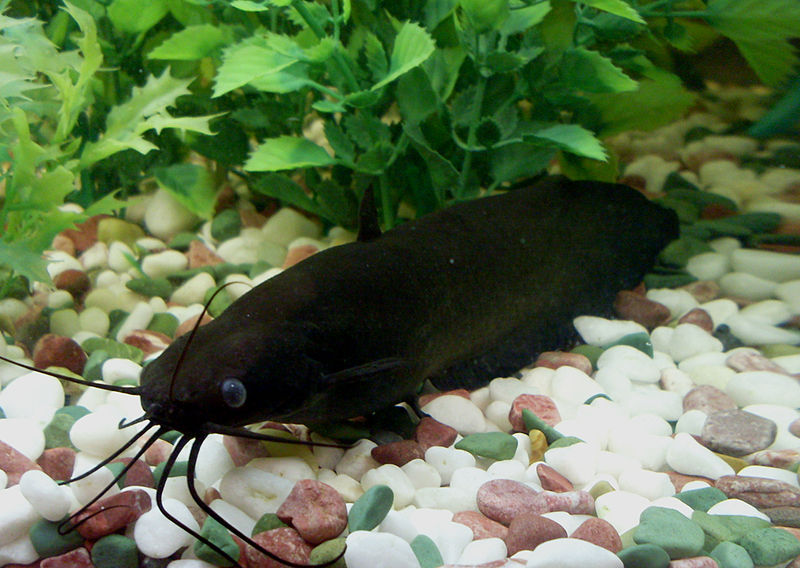 Asian Stinging Catfish