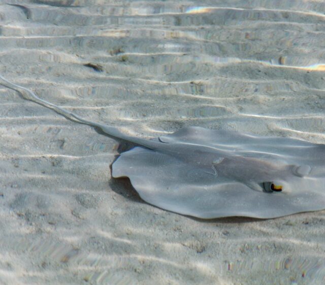 Coromandel Whipray