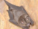 Hipposideros srilankaensis