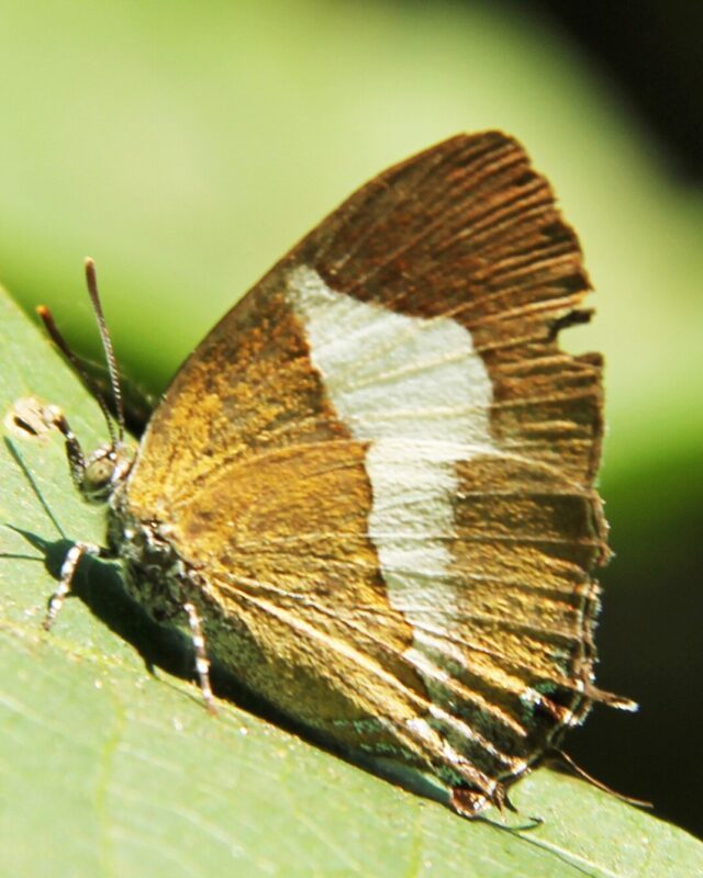 Common Onyx