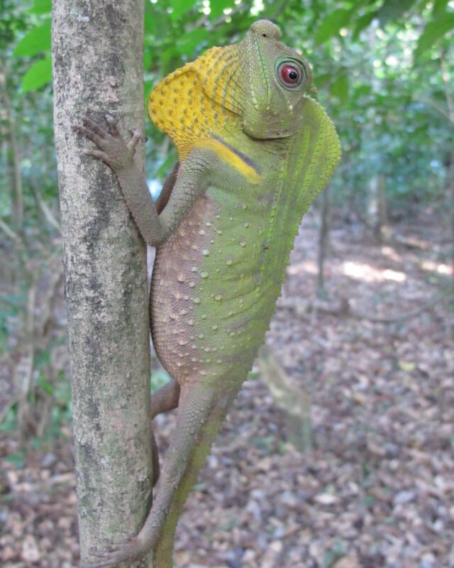 Hump Snout Lizard