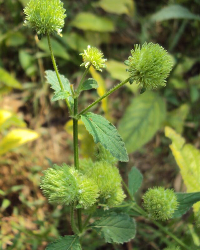False Ironwort