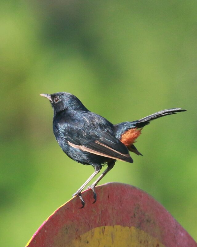 Indian Robin