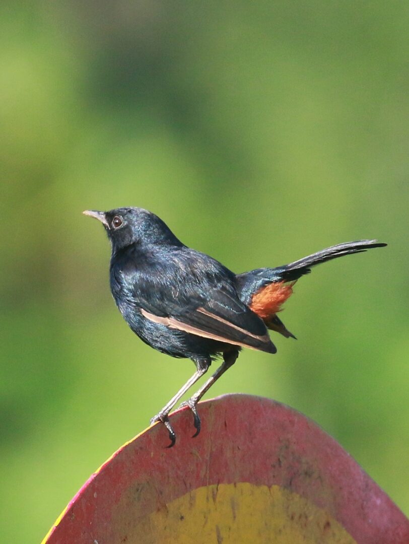 Indian Robin