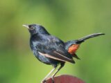 Indian Robin