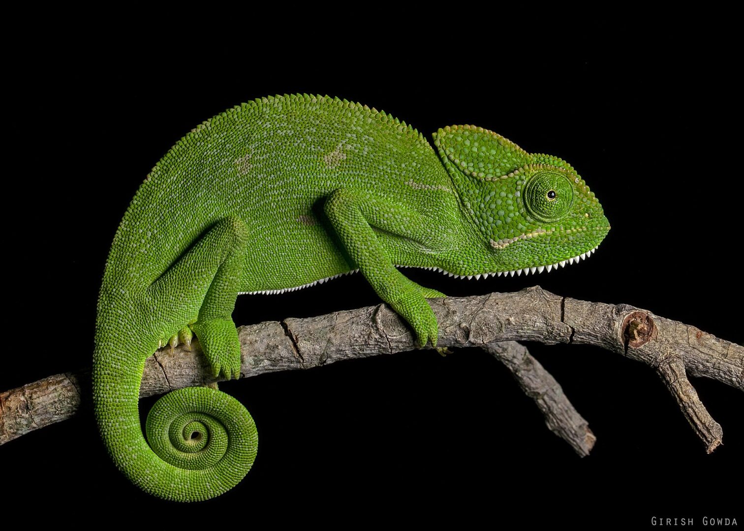 බෝදිලිමා