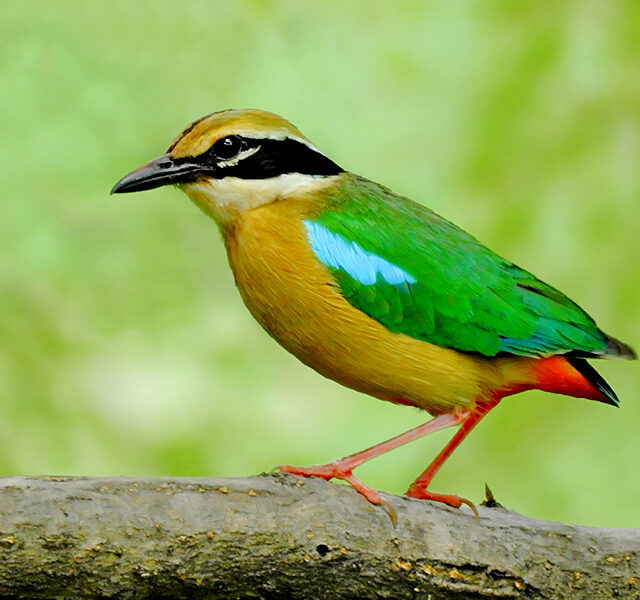 අවිච්චියා