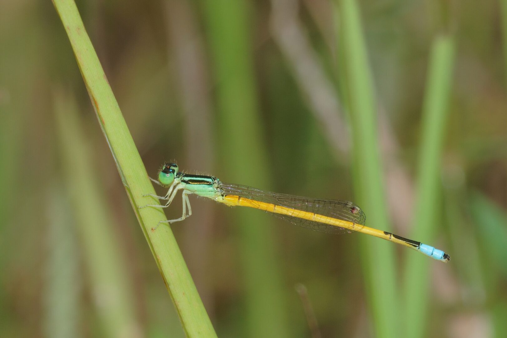 Western Golden Dartlet