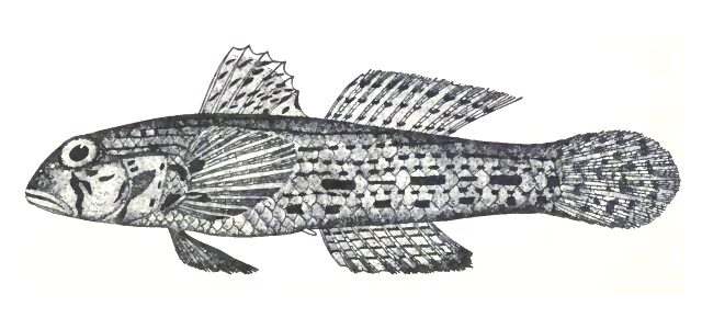 Ornate Sandgoby