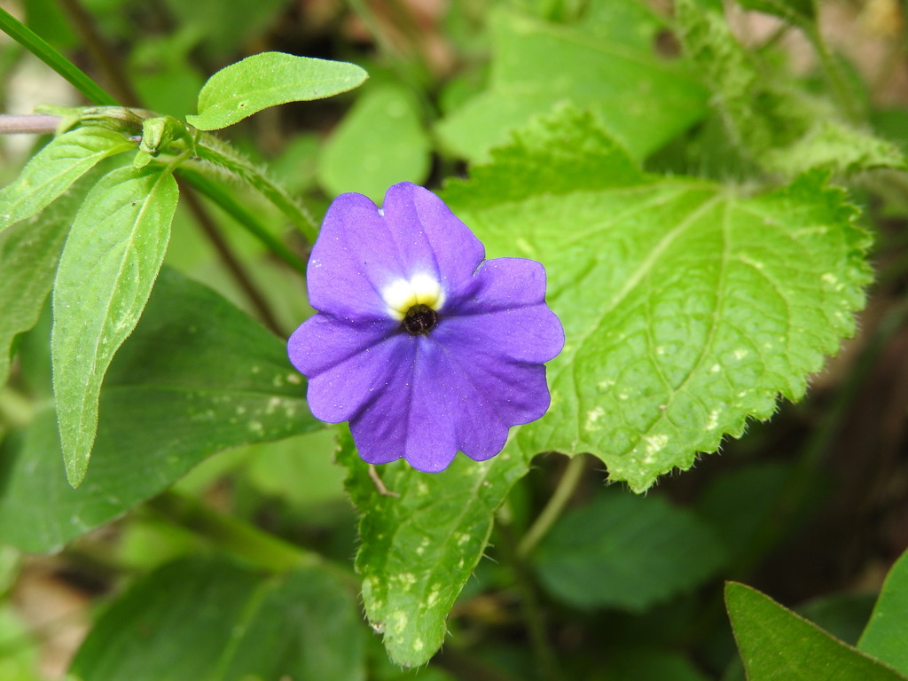 Jamaican Forget-Me-Not