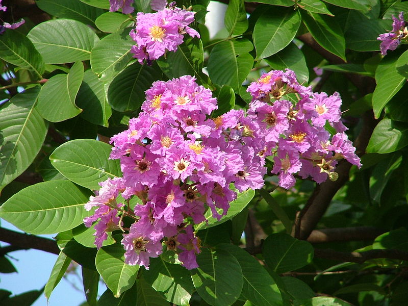 Giant Crepe-Myrtle