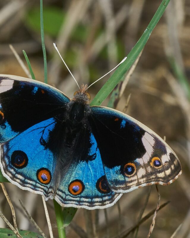 Blue Pansy