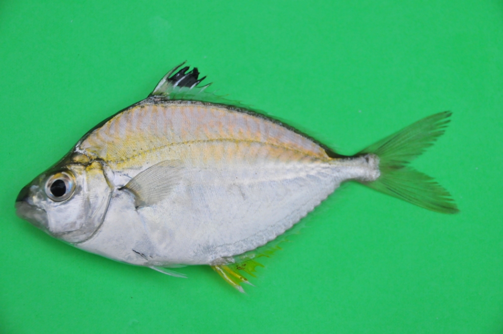 Goldstripe Ponyfish