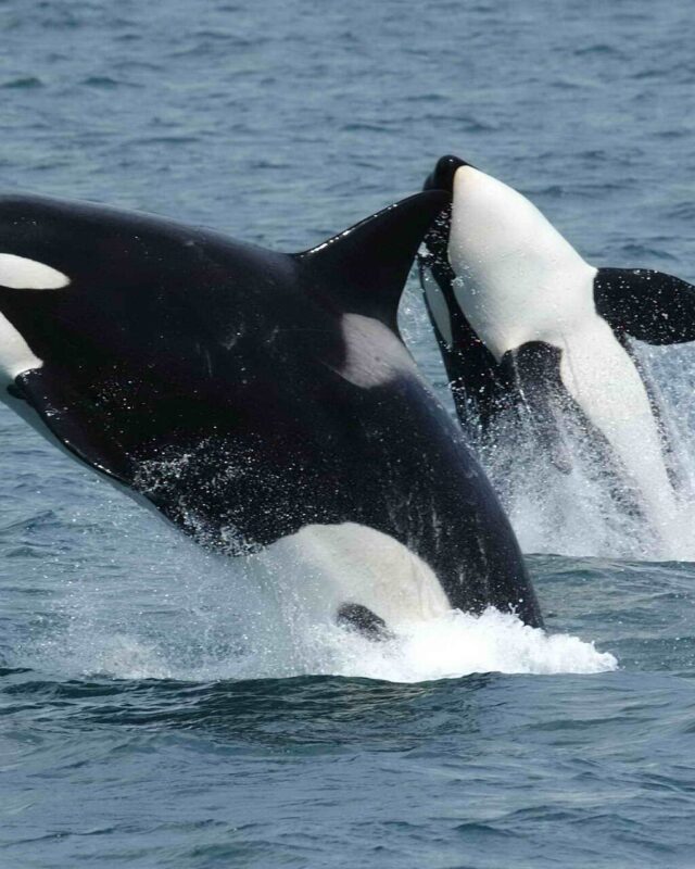 Orca
