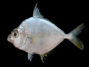 Common Ponyfish