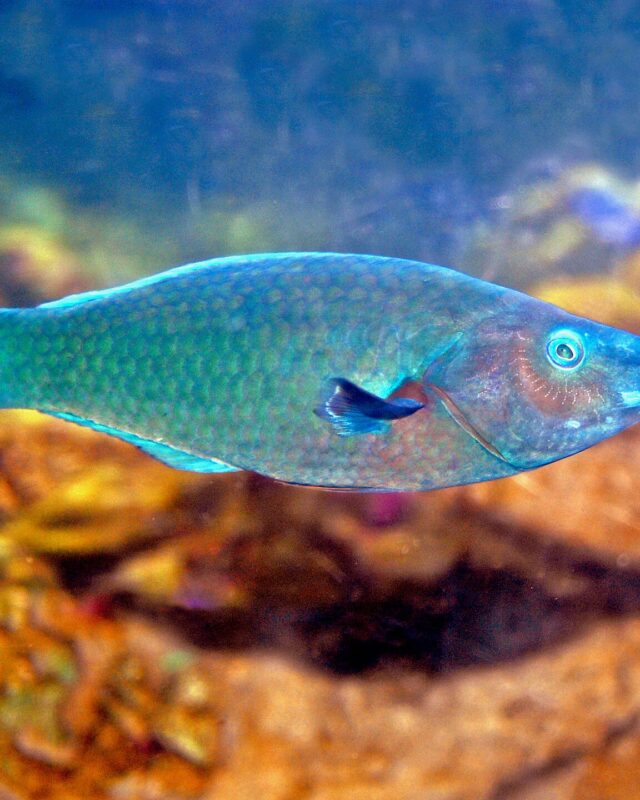 Green Bird Wrasse