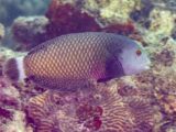Rockmover Wrasse