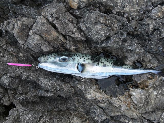 Silver Puffer