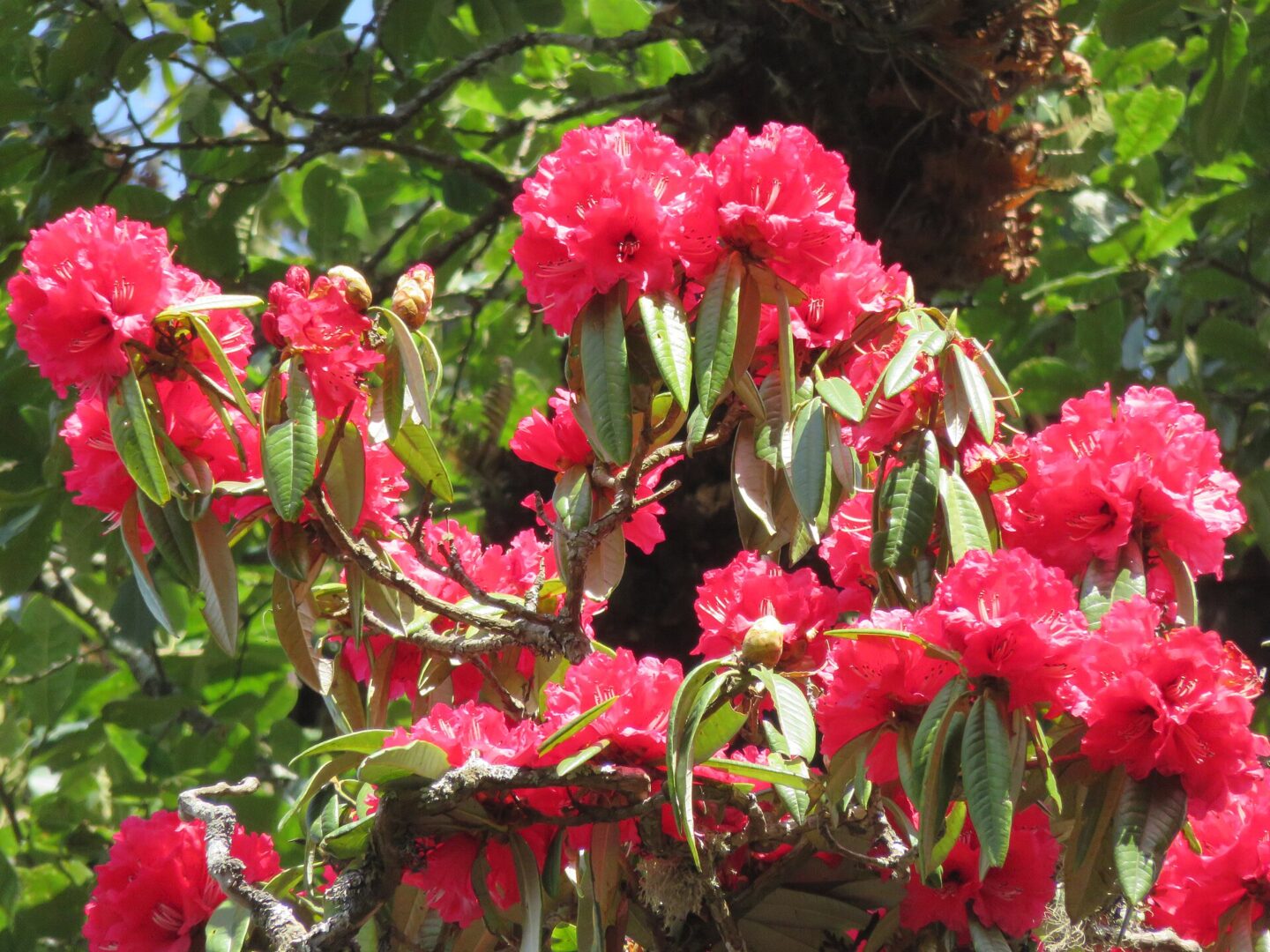 මහරත්මල්