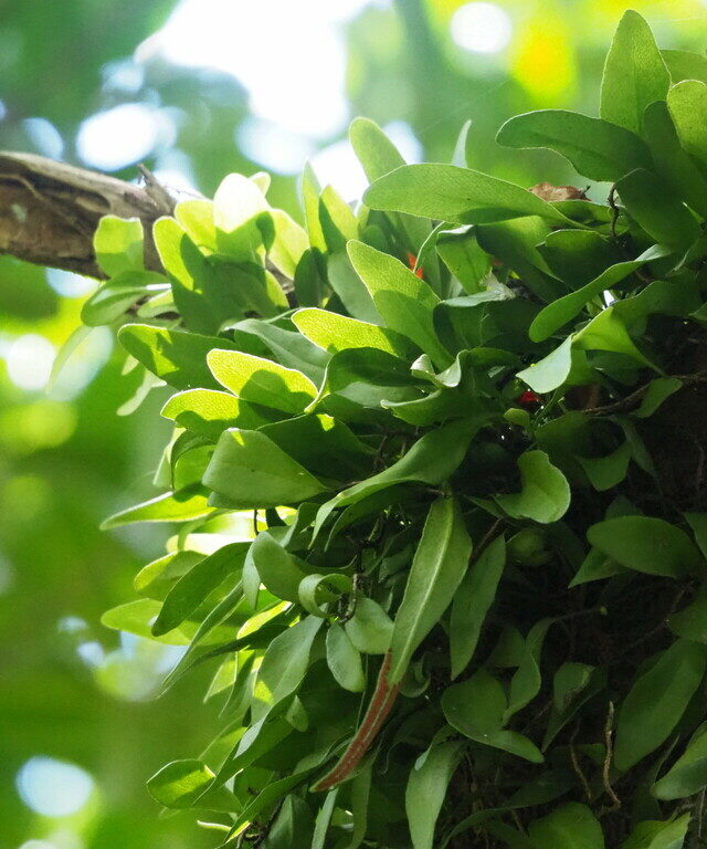 Lanceleaf Tongue Fern