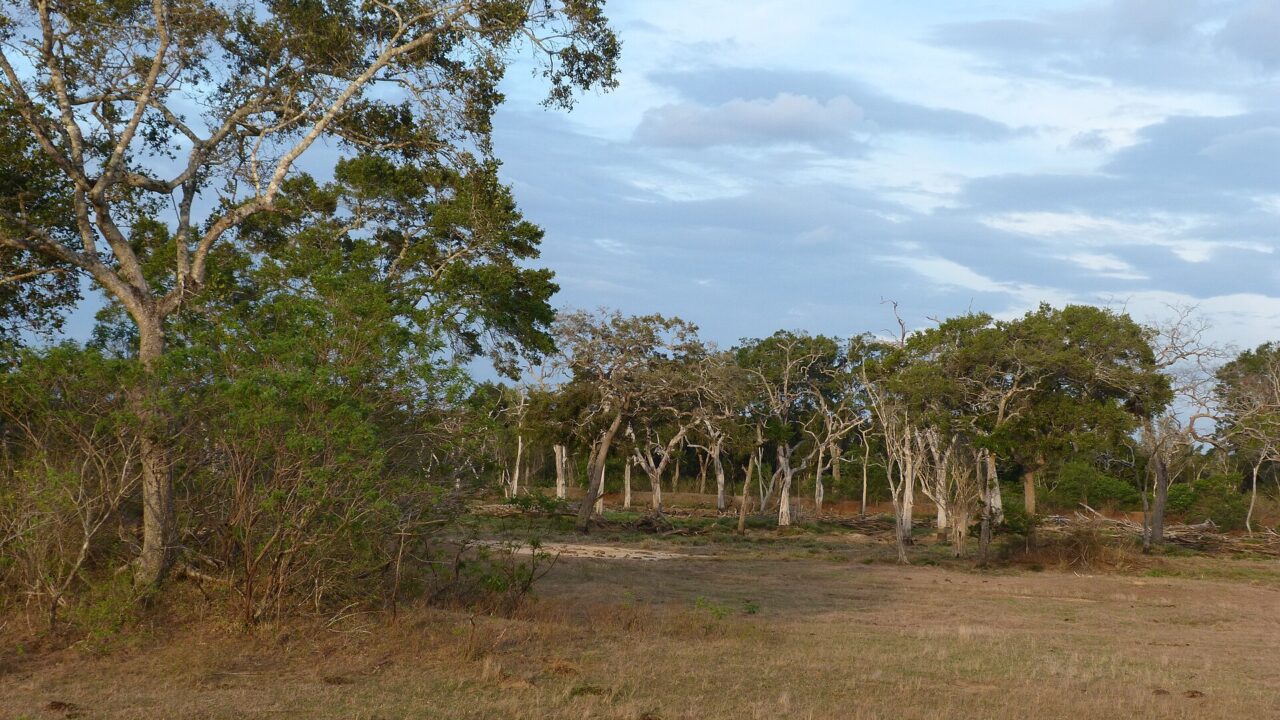 ලුණුගම්වෙහෙර ජාතික වනෝද්‍යානය