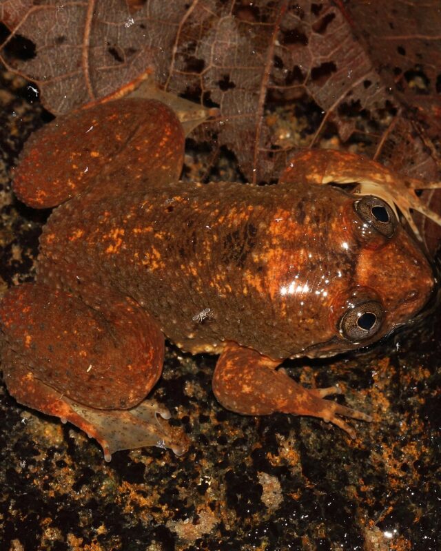 Corrugated Water Frog