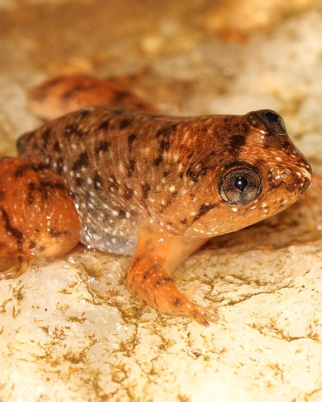 Dumbara Corrugated Frog