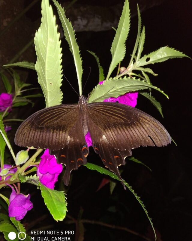 Large-Spotted Helen