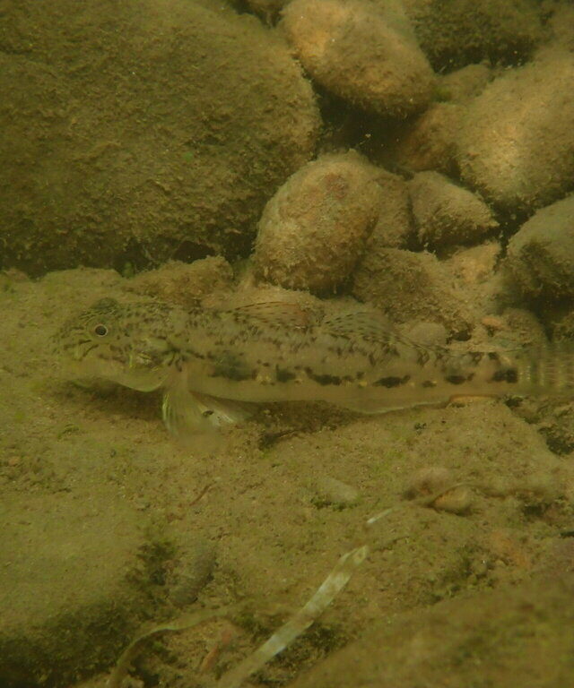 Largesnout Goby