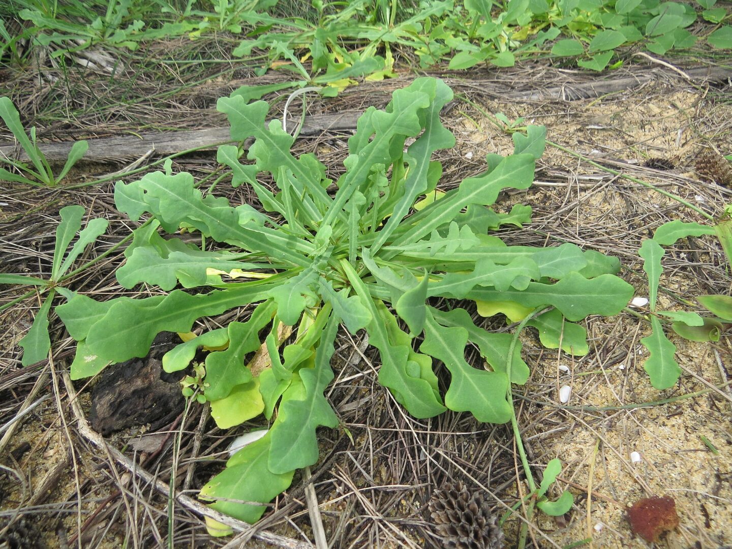 Kulhafila