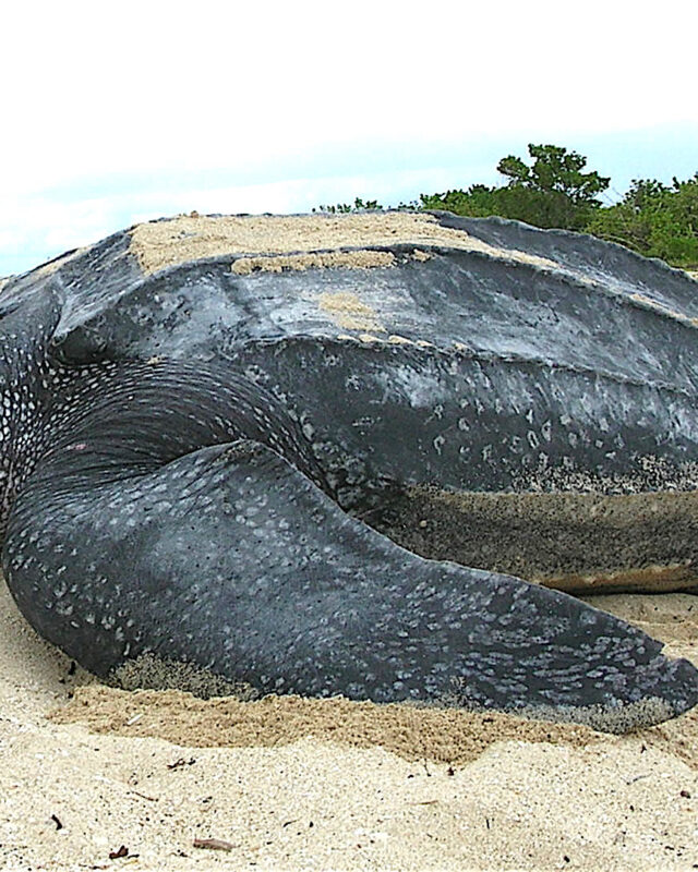 දාර කැස්බෑවා
