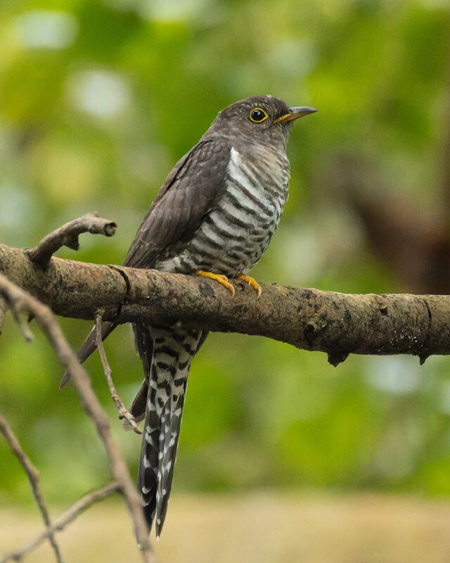 Lesser Cuckoo