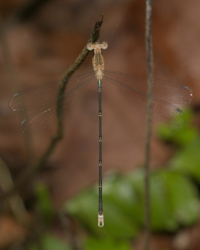 Asian Emerald Spreadwing