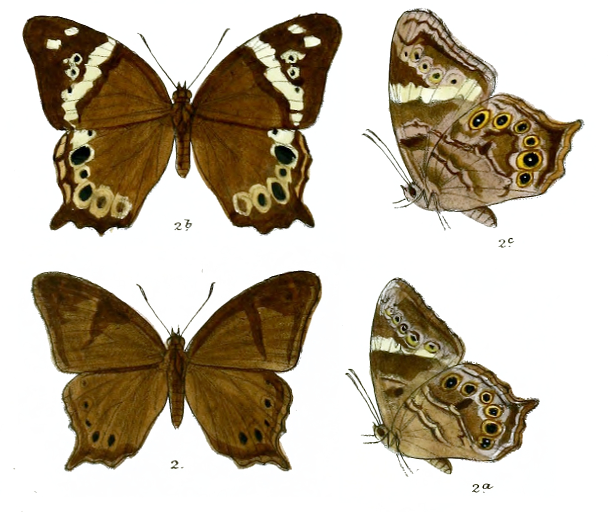 Sri Lanka Treebrown